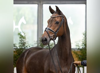 Hannoveraner, Stute, 6 Jahre, 166 cm, Dunkelbrauner, in Verden