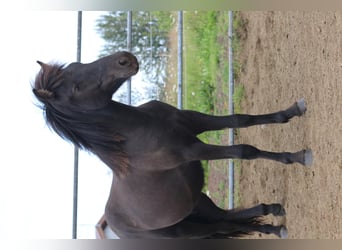 Islandpferd, Wallach, 6 Jahre, 135 cm, Rappe, in Selfoss