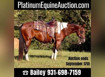 Quarter horse américain, Hongre, 8 Ans, 150 cm, Tobiano-toutes couleurs, in Santa Fe, TN,