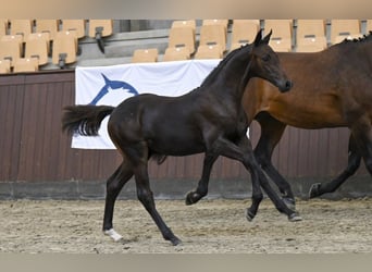 Hengst 