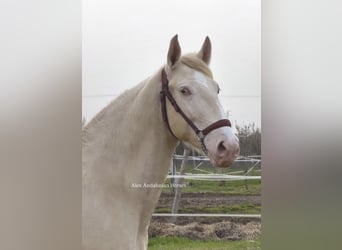 Lusitanos, Semental, 2 años, 150 cm, Perlino, in Sevilla
