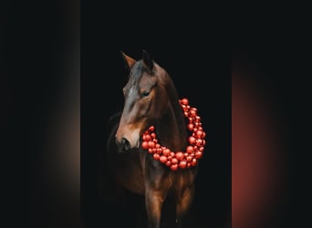 Lipizzaner, Mare, 4 years, 15,2 hh, Bay, in Ptuj