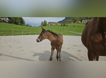 German Riding Pony, Mare, Foal (03/2024), Brown, in St Wolfgang,