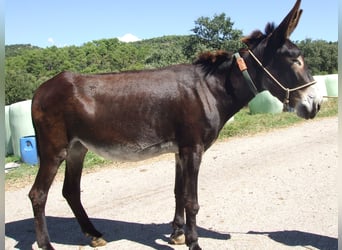 Donkey, Mare, 12 years, 15.2 hh, Black, in BERGA, BARCELONA,