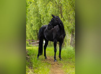 Hannoveranare, Valack, 4 år, 168 cm, in Perl,