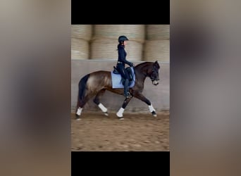 Deutsches Reitpony, Stute, 5 Jahre, 147 cm, Buckskin, in Bexbach