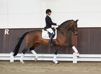 Hannover, Stallone, 8 Anni, 168 cm, Baio