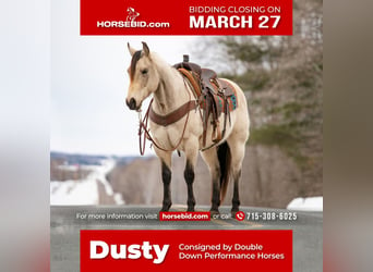 Quarter horse américain, Hongre, 6 Ans, Buckskin, in Clayton, WI,