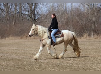 American Quarter Horse, Wallach, 12 Jahre, 147 cm, Palomino, in Bitterwater CA,