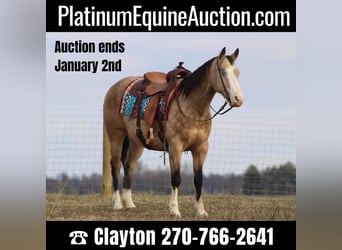 American Quarter Horse, Wallach, 10 Jahre, 155 cm, Buckskin, in Sonora KY,