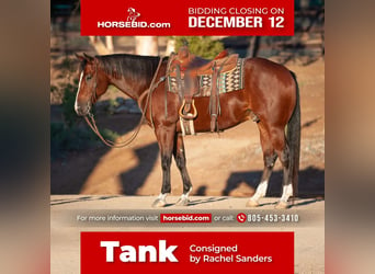 Quarter horse américain Croisé, Hongre, 7 Ans, 155 cm, Bai cerise, in Joshua, TX,