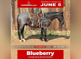Quarter horse américain, Hongre, 12 Ans, Rouan Bleu, in Joshua, TX,
