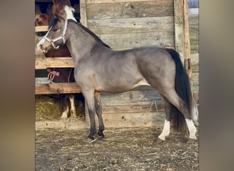 Weitere Ponys/Kleinpferde, Stute, 8 Jahre, 126 cm, Brauner, in Rechnitz