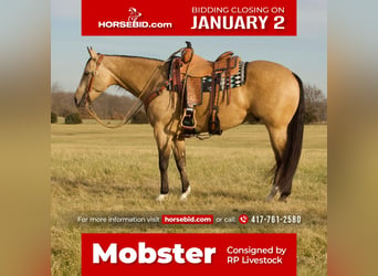 Quarter horse américain, Hongre, 5 Ans, 150 cm, Buckskin, in Buffalo, MO,