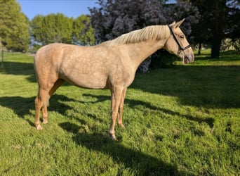 Don Horse, Gelding, 4 years, , in Pays-bas