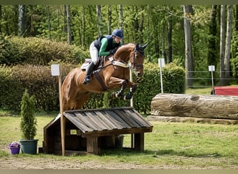 Hannoveraner, Wallach, 8 Jahre, 168 cm, Hellbrauner, in Pelmberg