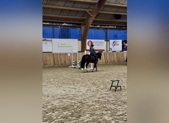 Reitbeteiligung gesucht 