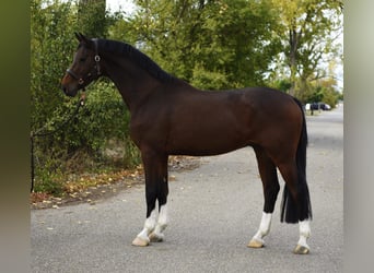 KWPN, Wallach, 6 Jahre, 169 cm, Dunkelbrauner, in Grieselstein