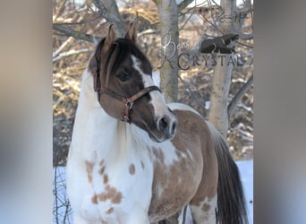 American Paint Horse, Étalon, 23 Ans, 148 cm, Grullo