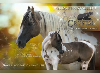 American Paint Horse, Hengst, 23 Jahre, 148 cm, Grullo