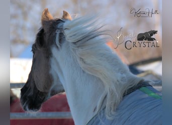 American Paint Horse, Semental, 23 años, 148 cm, Grullo
