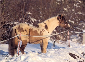 Paint Horse, Hengst, 22 Jaar, 148 cm, Grullo