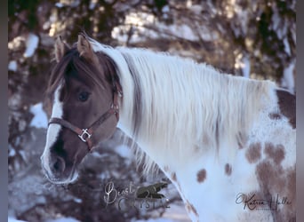 Paint Horse, Ogier, 22 lat, 148 cm, Grullo