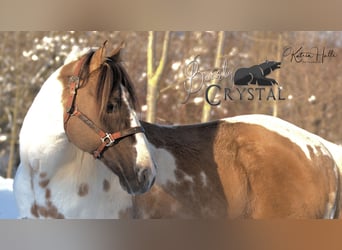 Paint Horse, Semental, 22 años, 148 cm, Grullo