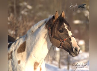 Paint Horse, Stallion, 22 years, 14.2 hh, Grullo