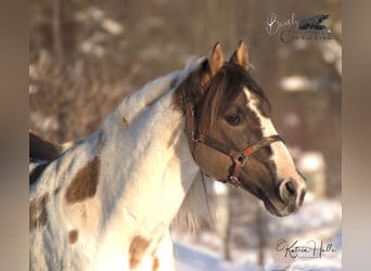 Paint Horse, Stallone, 23 Anni, 148 cm, Grullo
