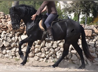 Menorquin, Stallion, 4 years, 15.2 hh, Black, in Menorca,