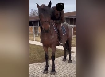 Beberbecker horse, Gelding, 10 years, Brown