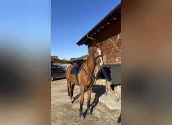 Beberbecker, Wallach, 25 Jahre, 175 cm, Fuchs