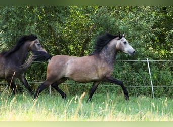Volbloed Arabier, Ruin, 3 Jaar, 152 cm, Schimmel, in Ammerbuch