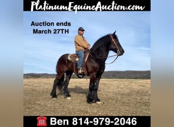 Draft Horse, Gelding, 15 years, 17 hh, Black, in Everett PA,
