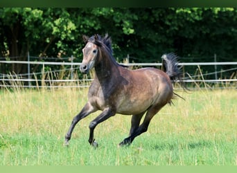 Arabian horses, Gelding, 3 years, 15 hh, Grey, in Ammerbuch