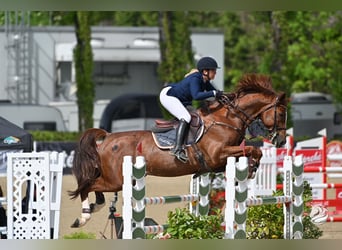Holstein, Gelding, 8 years, 16.3 hh, Chestnut-Red, in Altusried,