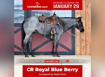 Quarter horse américain, Hongre, 4 Ans, 152 cm, Rouan Bleu, in Rebersburg, PA,