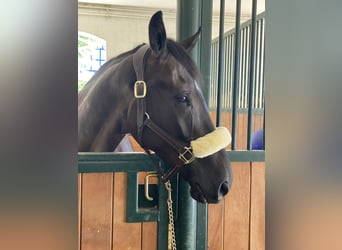 Belga, Castrone, 10 Anni, 172 cm, Morello