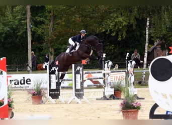 Belga, Castrone, 10 Anni, 172 cm, Morello