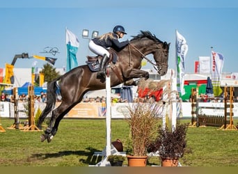 Belga, Castrone, 10 Anni, 172 cm, Morello
