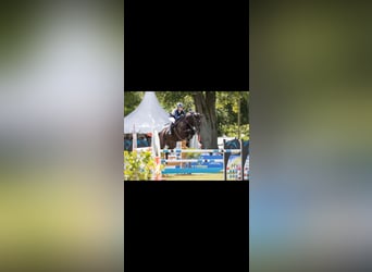 Belga, Castrone, 10 Anni, 172 cm, Morello