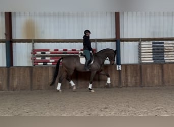 Belga, Castrone, 10 Anni, 180 cm, Baio