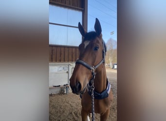 Belga, Castrone, 10 Anni, 183 cm, Baio