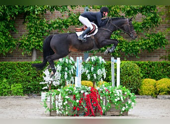 Belga, Castrone, 11 Anni, 168 cm, Baio nero