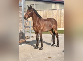 Belga, Castrone, 11 Anni, 170 cm, Baio