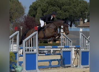 Belga, Castrone, 11 Anni, 170 cm, Baio