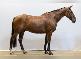 Belga, Castrone, 12 Anni, 169 cm, Baio