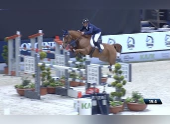 Belga, Castrone, 12 Anni, 172 cm, Sauro