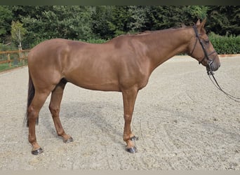 Belga, Castrone, 12 Anni, 175 cm, Sauro
